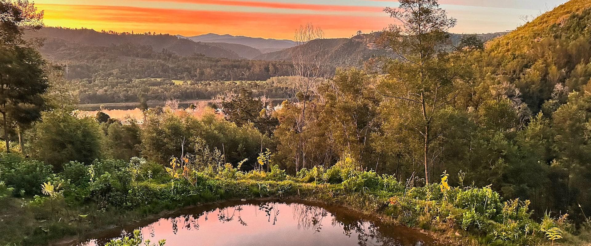 Knysna Forest